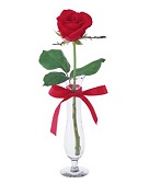 Beautiful Single Rose