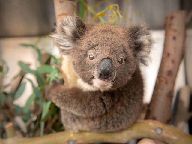 Koalas Rescued