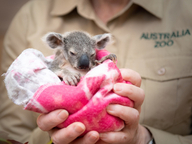 Australia Zoo Hospital