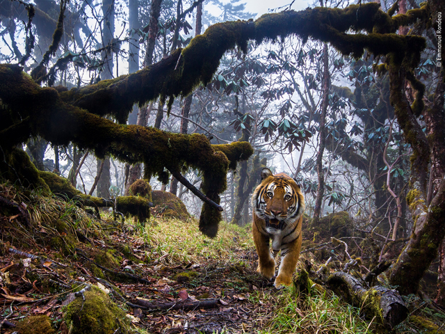 54th Wildlife Photographer of the Year