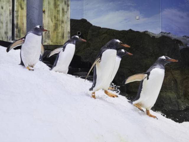 Penguin Posse Morning Tea