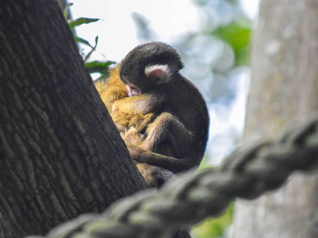 Squirrel Monkey baby boom