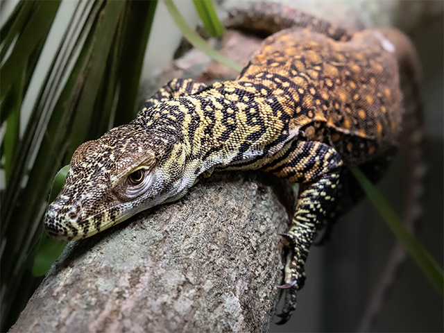 Komodo dragons at Australia Zoo