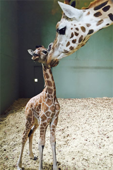 Australia Zoo Welcomes Baby Giraffe