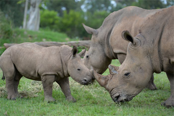 Australia Zoo's Baby Rhino is on Display