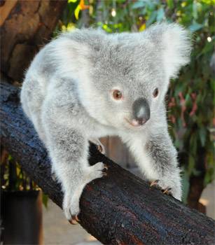 Australia Zoo has their very own Derek Hough