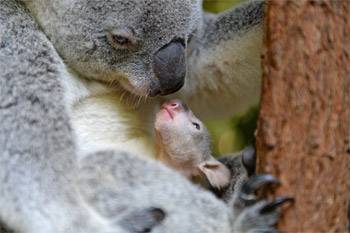 Australia Zoo's First Koala Joey