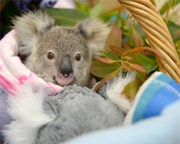 Trauma Season at the Australia Zoo Wildlife Hospital