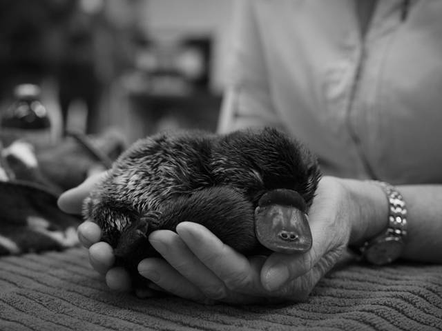 Australia Zoo Hospital 90,000th patient