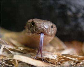 Exotic Snakes Slither into Australia Zoo