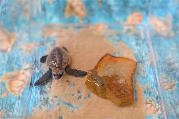 Australia Zoo Wildlife Hospital .Shellebrates' World Turtle Day