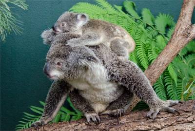 Spring Babies in Bloom at WILD LIFE Sydney