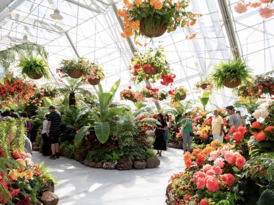 Ballarat Begonia Festival