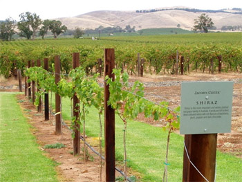 Wine Tasting in the Barossa Valley