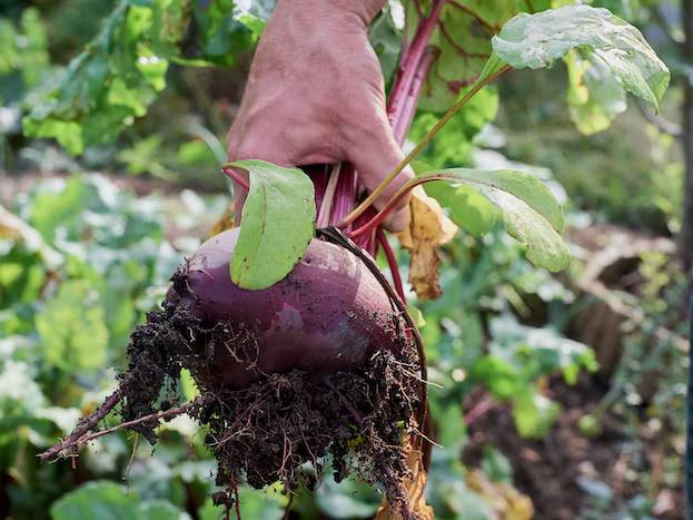 Beetroot boosts sporting performance in athletes