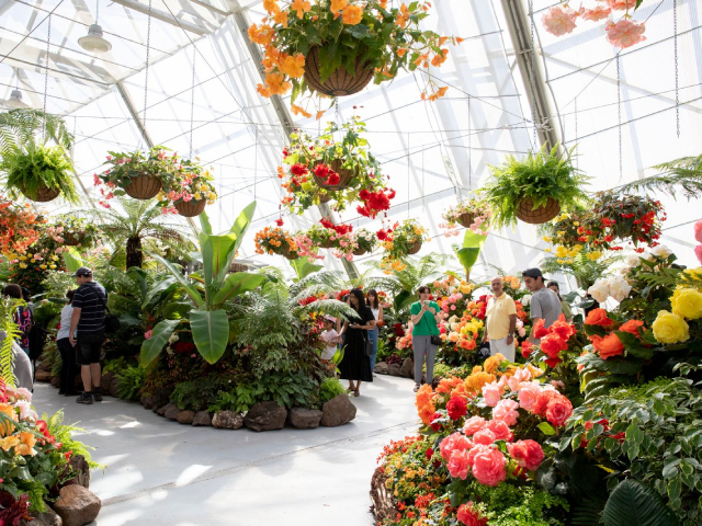 Step Inside A Living Garden Wonderland At The Ballarat Begonia Festival