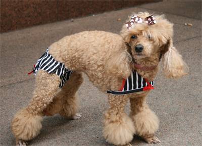 Best Dressed Pets Summer Couture