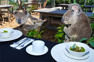 Jess McCray Breakfast with the Koalas Interview