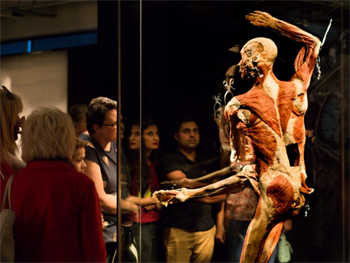 The Original Body Worlds Exhibition
