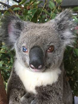 Koala Admitted With Rare Eye Colour Combination