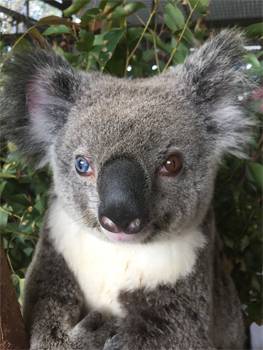 Bowie the Koala Released Back Into The Wild