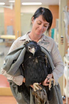 Brady the Wedge-Tailed Eagle