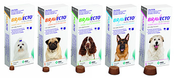 Bravecto flea treatment for dogs