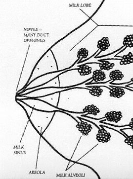 Blocked Ducts & Mastitis