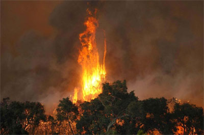 Victorian Bushfires Beechworth, Molesworth, Alexandra under Threat