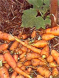 Carrots