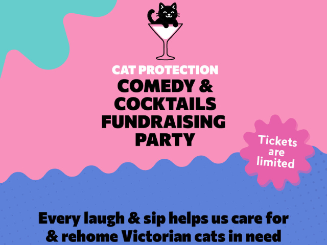 Whisk Away for an Un-fur-gettable Night at Cat Comedy & Cocktails Fundraising Party