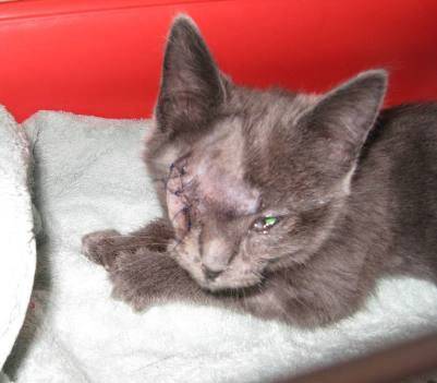 Cat Rescue Lost an eye