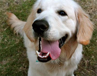 Australia's First Canine Cancer Medicine