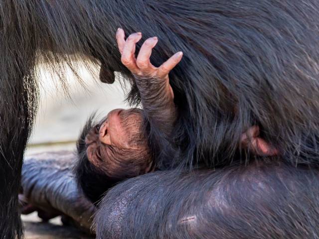 Chimpanzee Baby Born