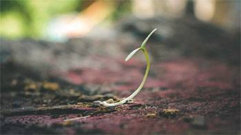 Create Your Own Compost to Reduce Waste