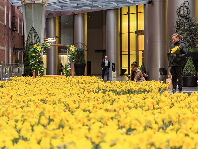 Rialto blossoms: a field of 20,000 flowers in support of Cancer Council Daffodil Day