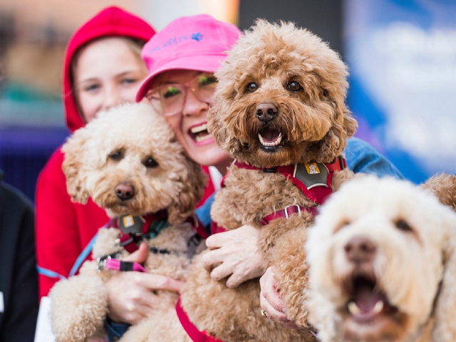 Cat & Dog Lovers Festivals Bound for Melbourne Showgrounds