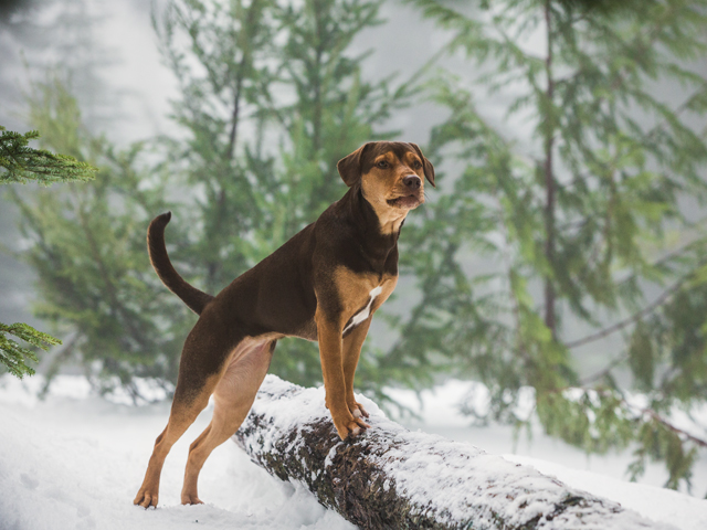 Doggie Friendly Screening