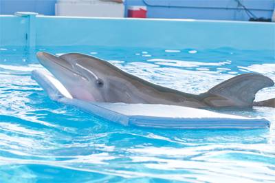 Harry Connick, Jr. Dolphin Tale