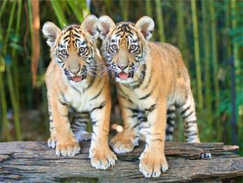 Tiger Cub Walks