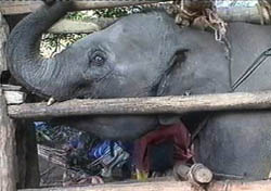 Elephants Tortured in Thailand
