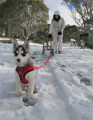 Freya Joins Australian Sleddog Tours