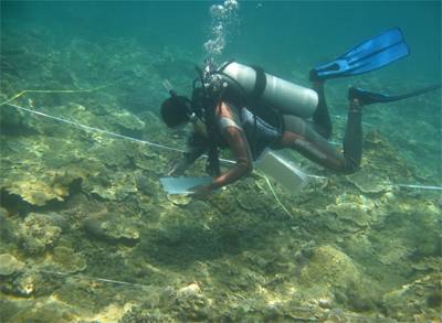 Volunteer Divers needed to Survey Great Barrier Reef Coral