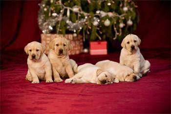 The Bow Project by Guide Dogs Victoria