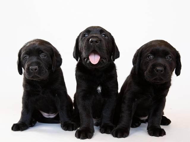 Guide Dogs 'Pup-up' Café