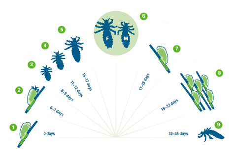 Treating and controlling Head Lice