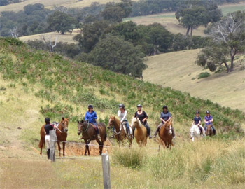 Performance Training and Horsemanship