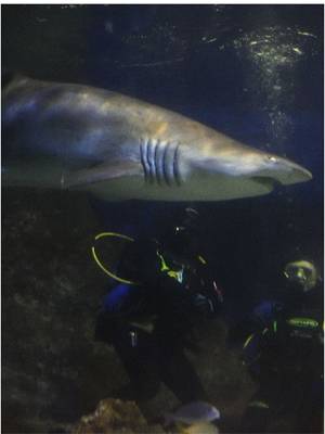 Home and Away Star in Shark Feeding Frenzy