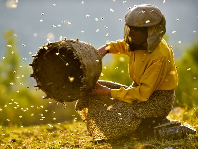 Tamara Kotevska Honeyland