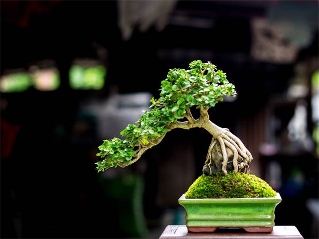 How To Grow A Bonsai